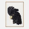 Galrie Stunning Black Cockatoo Art Print - Detailed Vintage Ornithological Illustration, Wood Frame, A4 21 x 30cm (8 x 12inch)