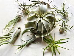 Overhead shot of green air plants with long spiky leaves.