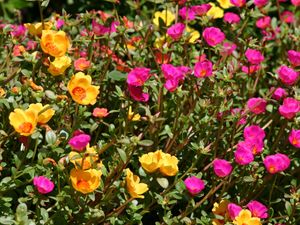 A portulaca plant with bright yellow and pink flowers.