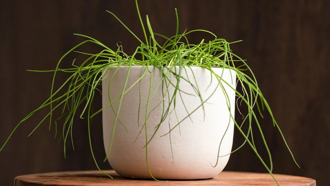 Chives in a pot.