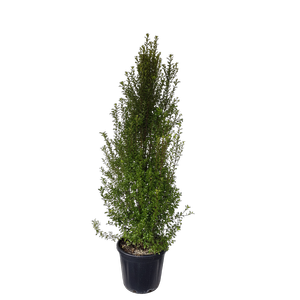 30L Black Matipo - Pittosporum tenuifolium Jade