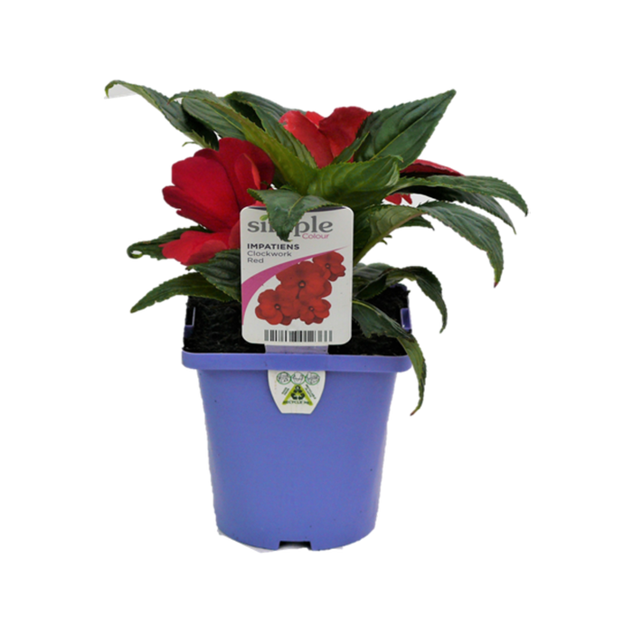 10cm Impatiens Clockwork Red - Impatiens 