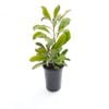 140mm Shady Lady Crimson - Telopea speciosissima Oreades
