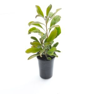 140mm Shady Lady Crimson - Telopea speciosissima Oreades