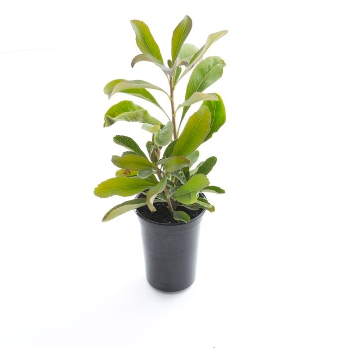 140mm Shady Lady Crimson - Telopea speciosissima Oreades