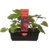 Punnet - Cineraria Tall Mix - Senecio x cruentus