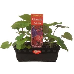 Punnet - Cineraria Tall Mix - Senecio x cruentus