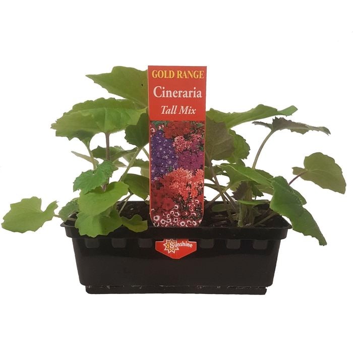 Punnet - Cineraria Tall Mix - Senecio x cruentus