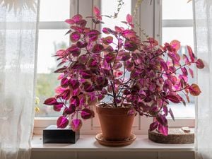 A vibrant red-pink coleus plant in a pot indoors