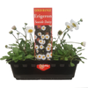 Punnet Erigeron Seaside Daisy - Gold Flower Range