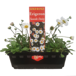 Punnet Erigeron Seaside Daisy - Gold Flower Range
