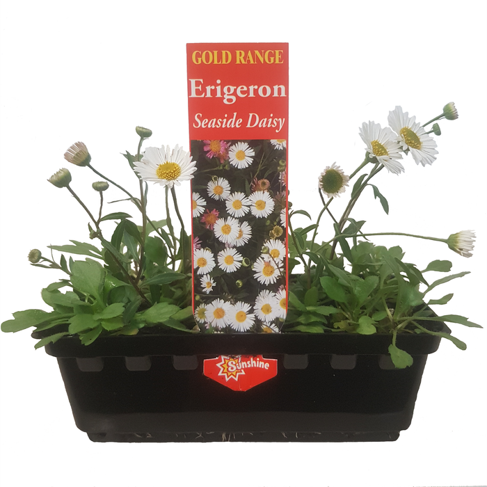 Punnet Erigeron Seaside Daisy - Gold Flower Range