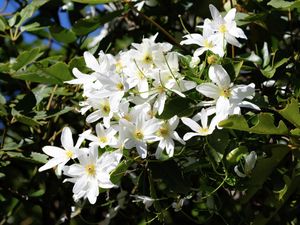 Sweet Autumn Clematis (Clematis paniculate)