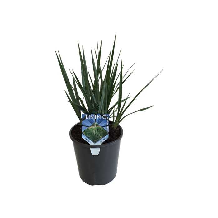 1.9L Dianella Little Rev - Dianella revoluta