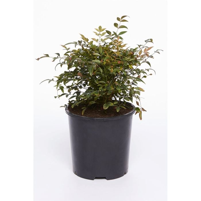 200mm Nandina domestica Magical Daybreak