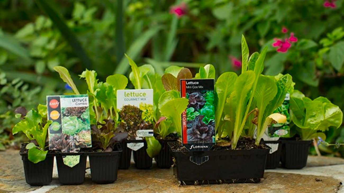 Punnets of young lettuce plants
