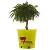 250mm Trixzie Nectazee Nectarine Tree - Prunus persica