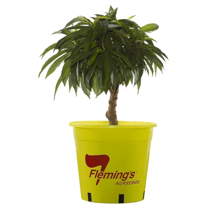 250mm Trixzie Nectazee Nectarine Tree - Prunus persica