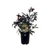 1.5L Dahlia Mystic Enchantment - Dahlia