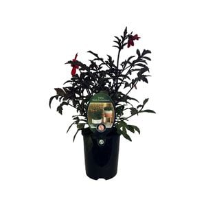 1.5L Dahlia Mystic Enchantment - Dahlia