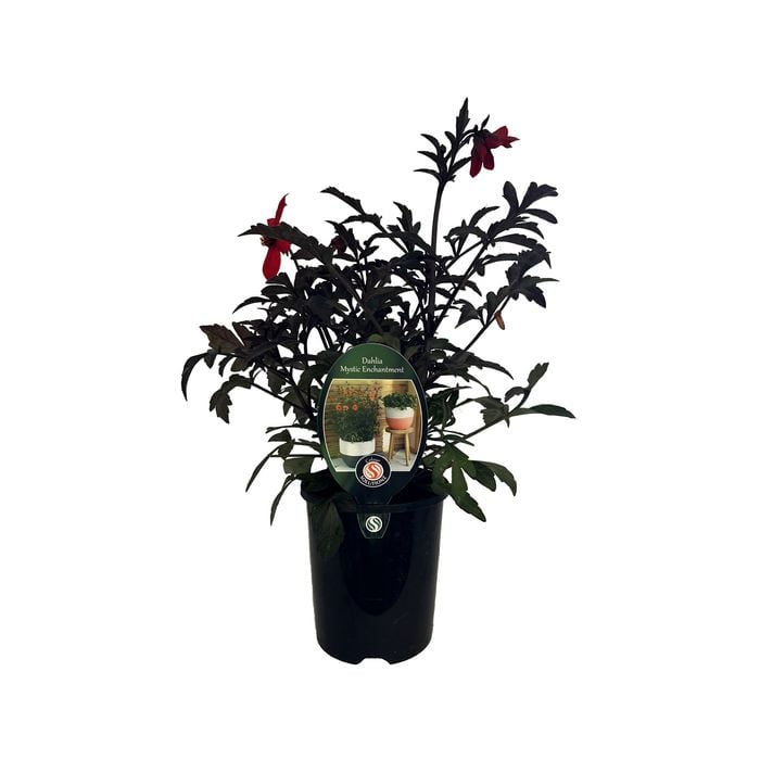 1.5L Dahlia Mystic Enchantment - Dahlia