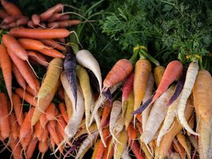 Pile of carrots in assorted colours.