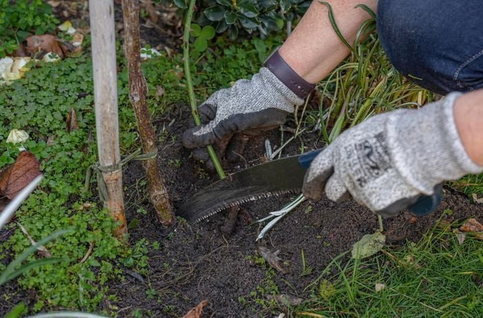 Removing dead wood of rose plant with pruning saw.
