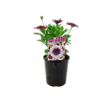 1.5L 3D Berry White - Osteospermum ecklonis