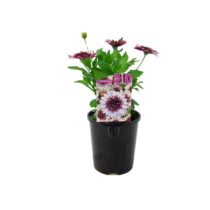 1.5L 3D Berry White - Osteospermum ecklonis