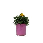 125mm Cherianthus