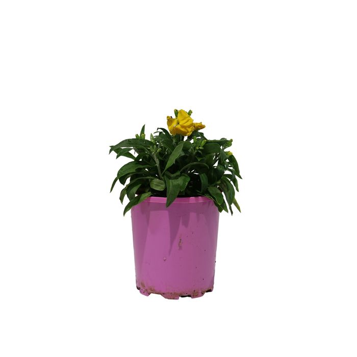 125mm Cherianthus