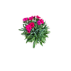 130mm Carnation Pink Panther - Dianthus caryophyllus