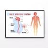 System Educational Scheme  Print 100% Australian Made 120x90cm  (Poster)