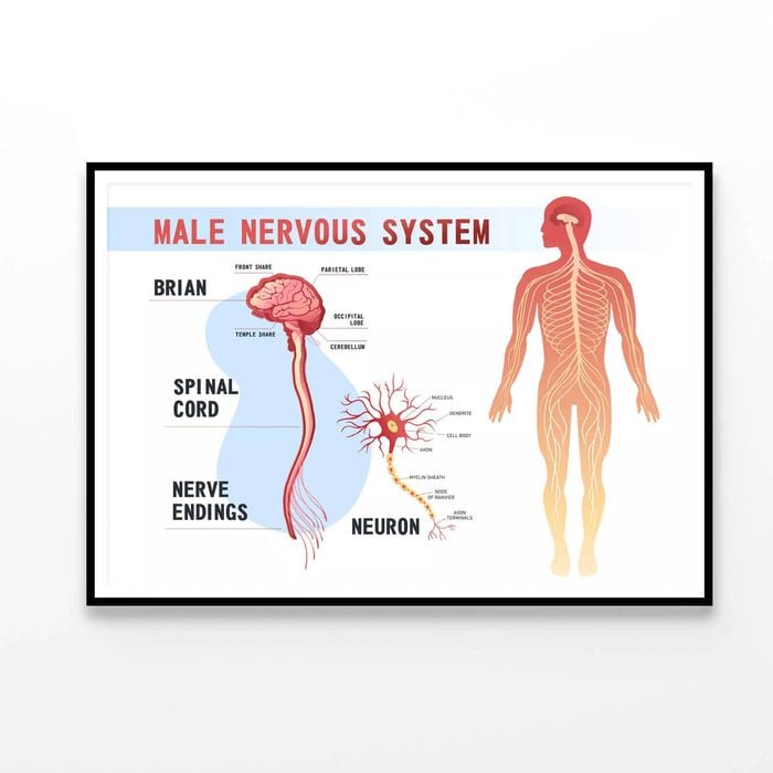 System Educational Scheme  Print 100% Australian Made 120x90cm  (Poster)