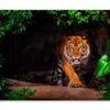 The Siberian Tiger & Forest View  Print 100% Australian Made 90 x 60cm  (Stretched)