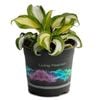 1.5L Plantain - Hosta hybrida Raspberry Sundae