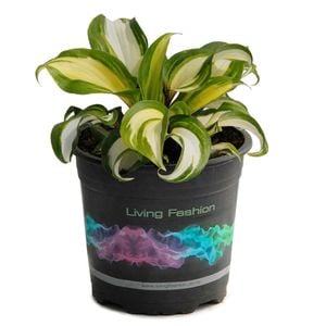 1.5L Plantain - Hosta hybrida Raspberry Sundae