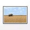 Elephant Walking Through Grass  Print 100% Australian Made 90x60cm  (Poster)