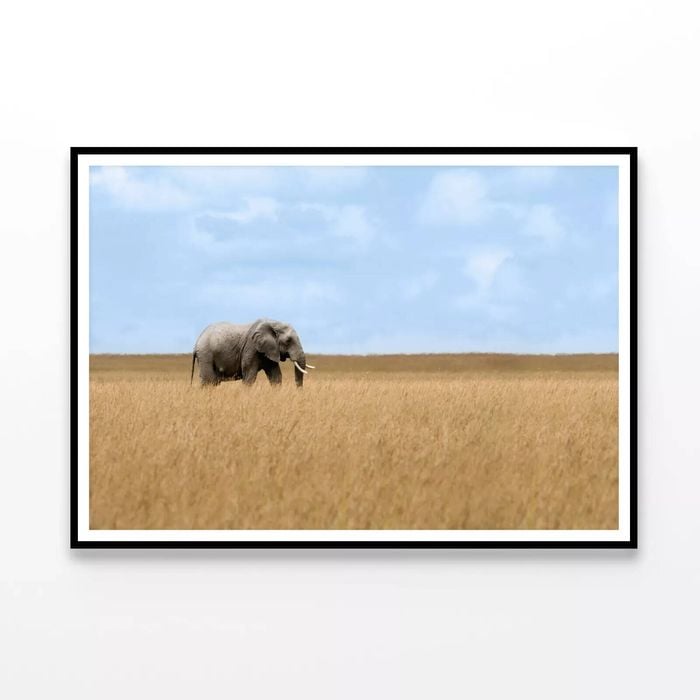 Elephant Walking Through Grass  Print 100% Australian Made 90x60cm  (Poster)