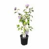 200mm Hibiscus S. Coelestrus - Hibiscus syriacus
