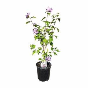 200mm Hibiscus S. Coelestrus - Hibiscus syriacus
