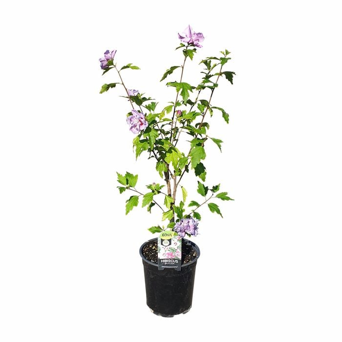 200mm Hibiscus S. Coelestrus - Hibiscus syriacus