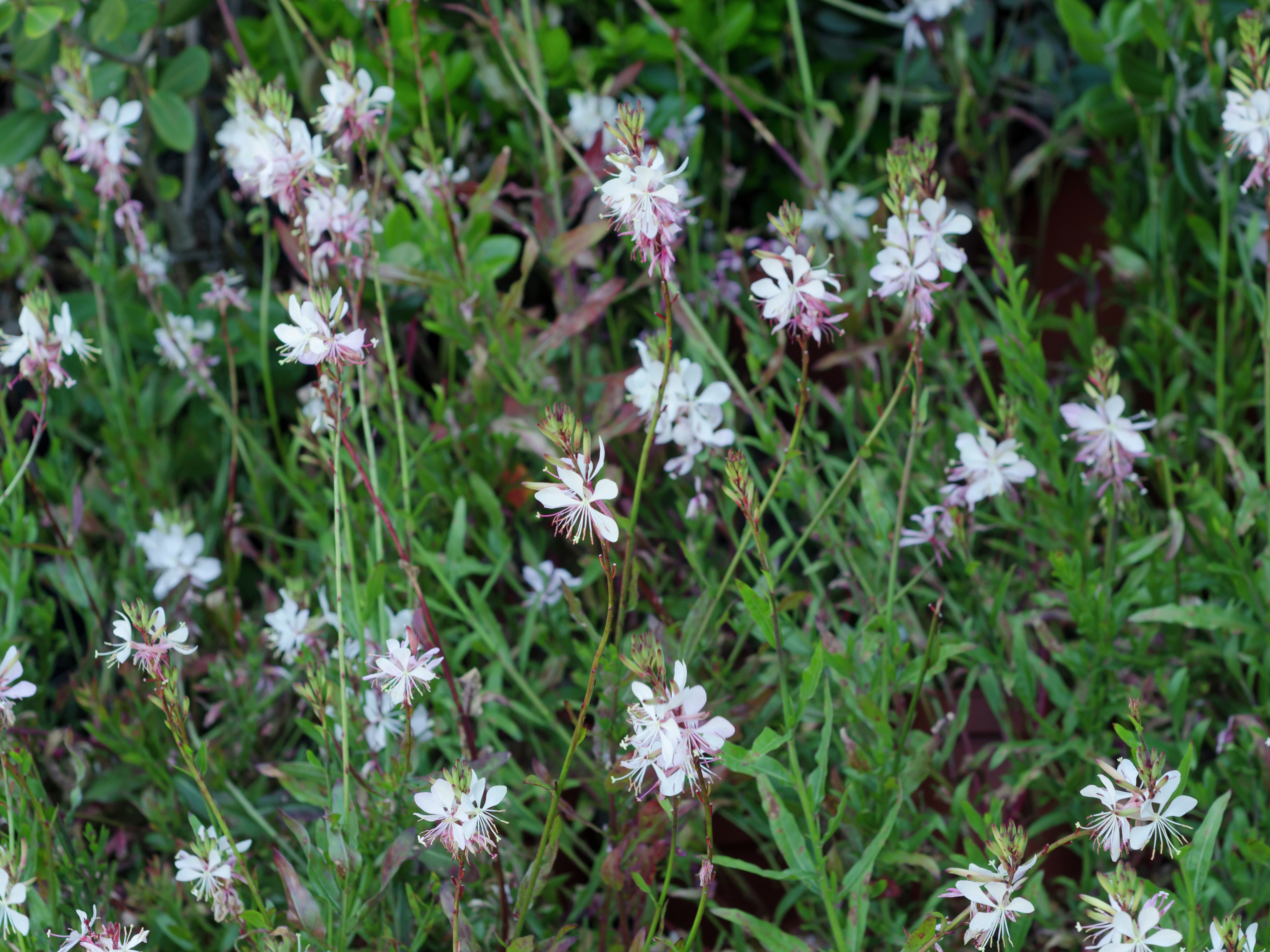 How To Grow And Care For Gaura - Bunnings Australia