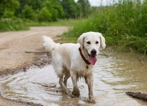 A light-coloured dog with its tongue out walks through a muddy puddle
