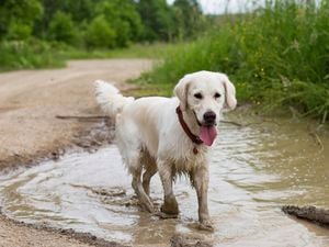A light-coloured dog with its tongue out walks through a muddy puddle