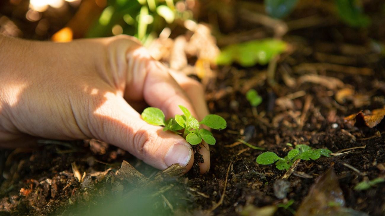 hand planting a small plant in a garden bed