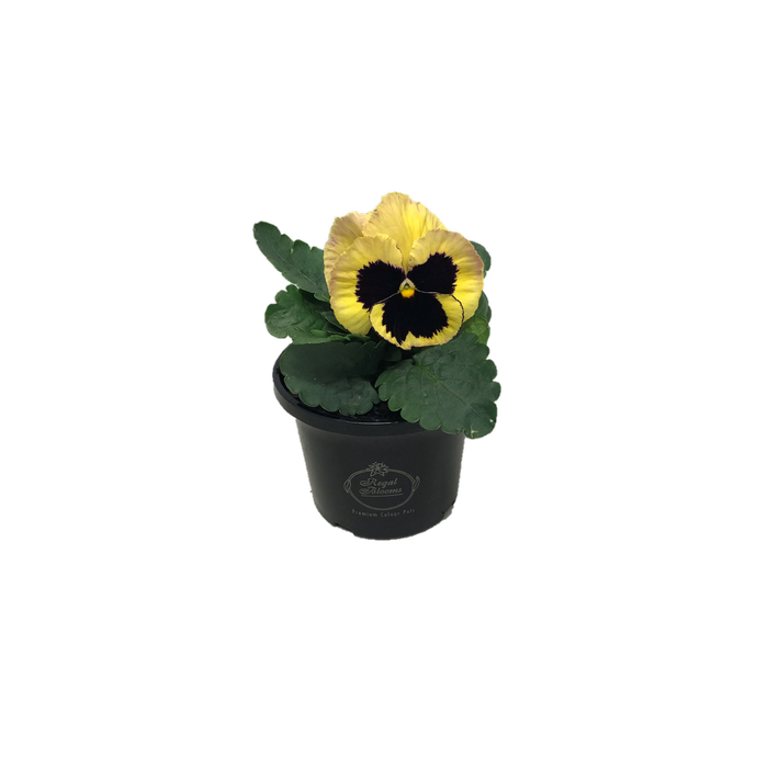 125mm Assorted Potted Plants