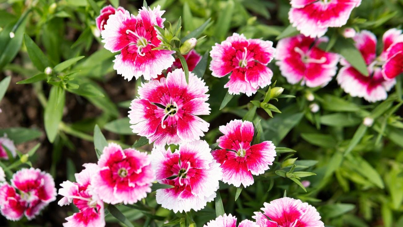 image of a pink flowering dianthus plant