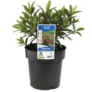 200mm Kiwi Hebe Tikitiki - Hebe andersonii