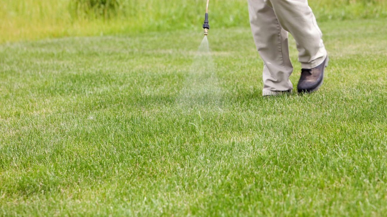 Person spraying weed-killer over lawn.